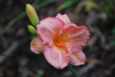 Hemerocallis hybr. - denivka - květ